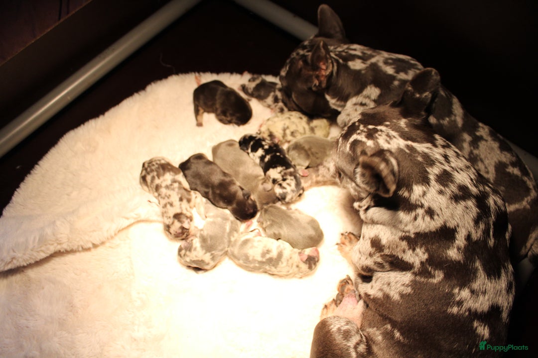 Franse Bulldog honden te koop: Franse Bulldog pups Lionheart Bloodline België  - Advertentie 12