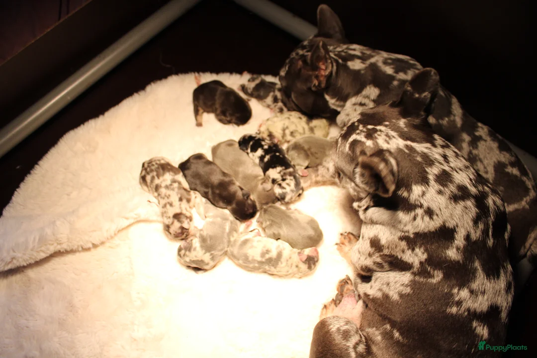 Franse Bulldog honden te koop: Franse Bulldog pups Lionheart Bloodline België  - Advertentie 6