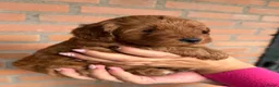 Labradoodle honden te koop: Labradoodle pups  - Advertentie 23