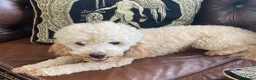 Poedel honden te koop: Dwerg poedel  - Advertentie 1