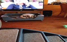 Franse Bulldog honden te koop: Franse bulldog raszuiver FCI (uitgebreid getest)  - Advertentie 18