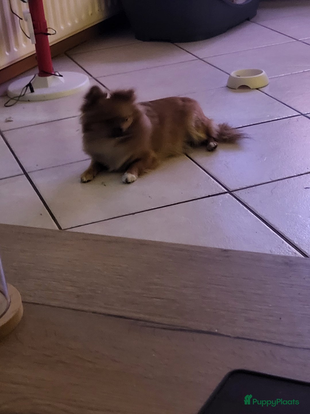 Pomchi honden te koop:  ziva  - Advertentie 2
