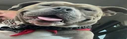 American Staffordshire Terriër honden te koop: Prachtige Amerikaanse Staffordshire Terier Pups - Advertentie 9