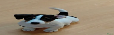 Jack Russel Terriër 2