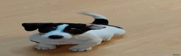 Jack Russel Terriër honden te koop: Jackrussel puppy’s  - Advertentie 6