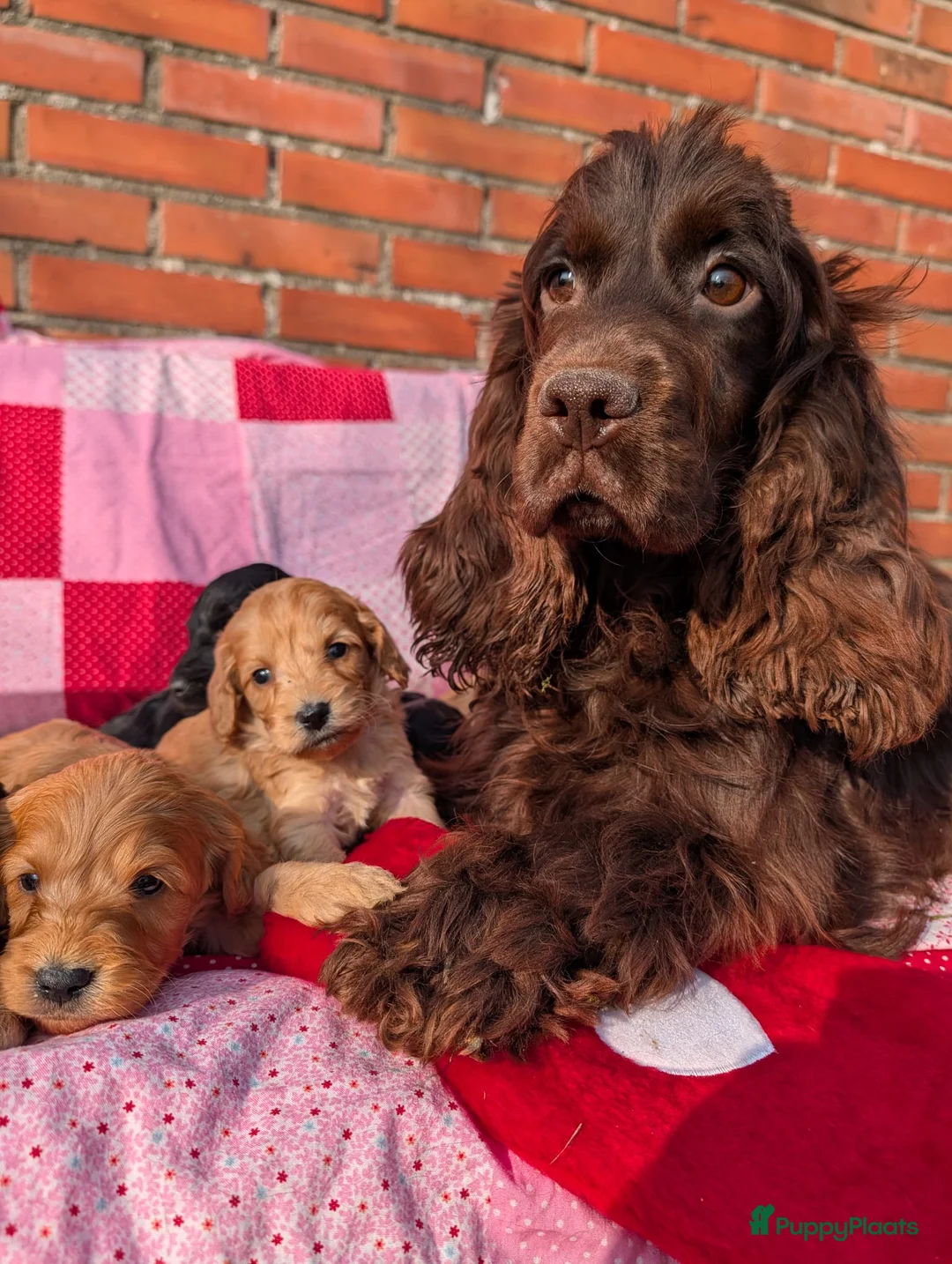 Cockapoo honden te koop: Cockapoo pups . - Advertentie 16