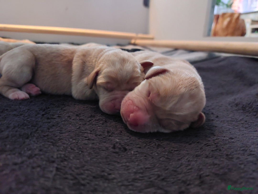 Labrador Retriever honden te koop: Labrador pups - Advertentie 6