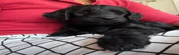 Labradoodle honden te koop: Labradoodle / 'Dubbel Doodle' pups geboren! - Advertentie 8
