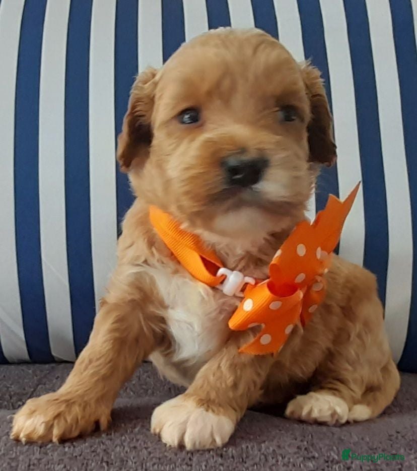 Australian Labradoodle honden Australian Labradoodle pups officiële  stamboom  - Advertentie 1