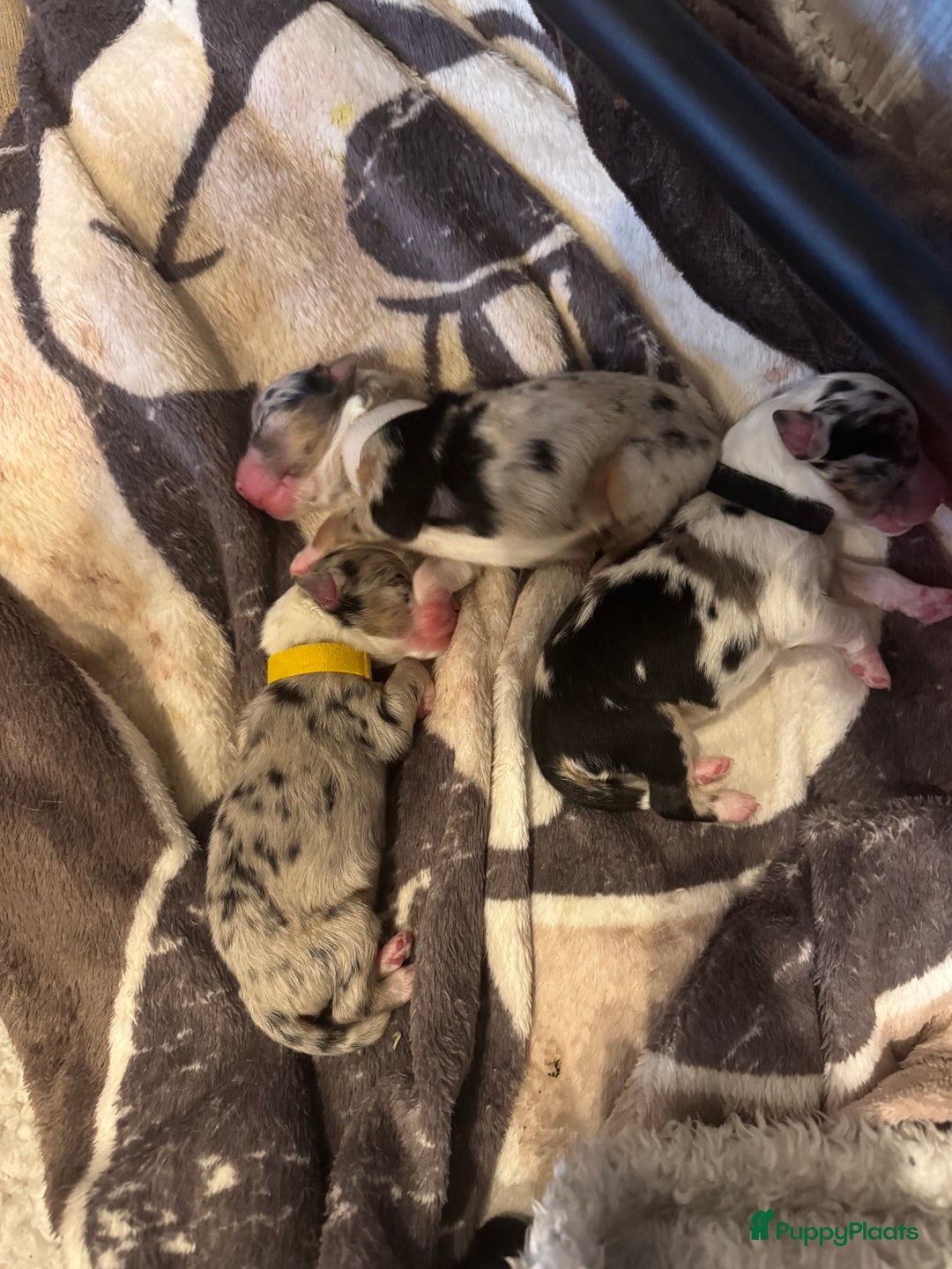 Australian Shepherd honden te koop: 🐾 Australian Shepherd pups – liefdevol nestje 🐾 - Advertentie 2