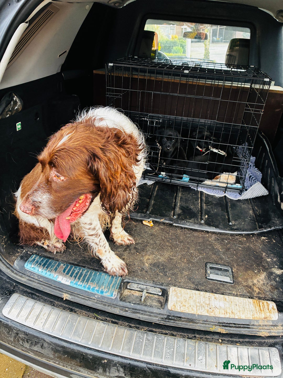 Labrador Retriever honden te koop: Fieldtrial werklijn labrador pups - Advertentie 13