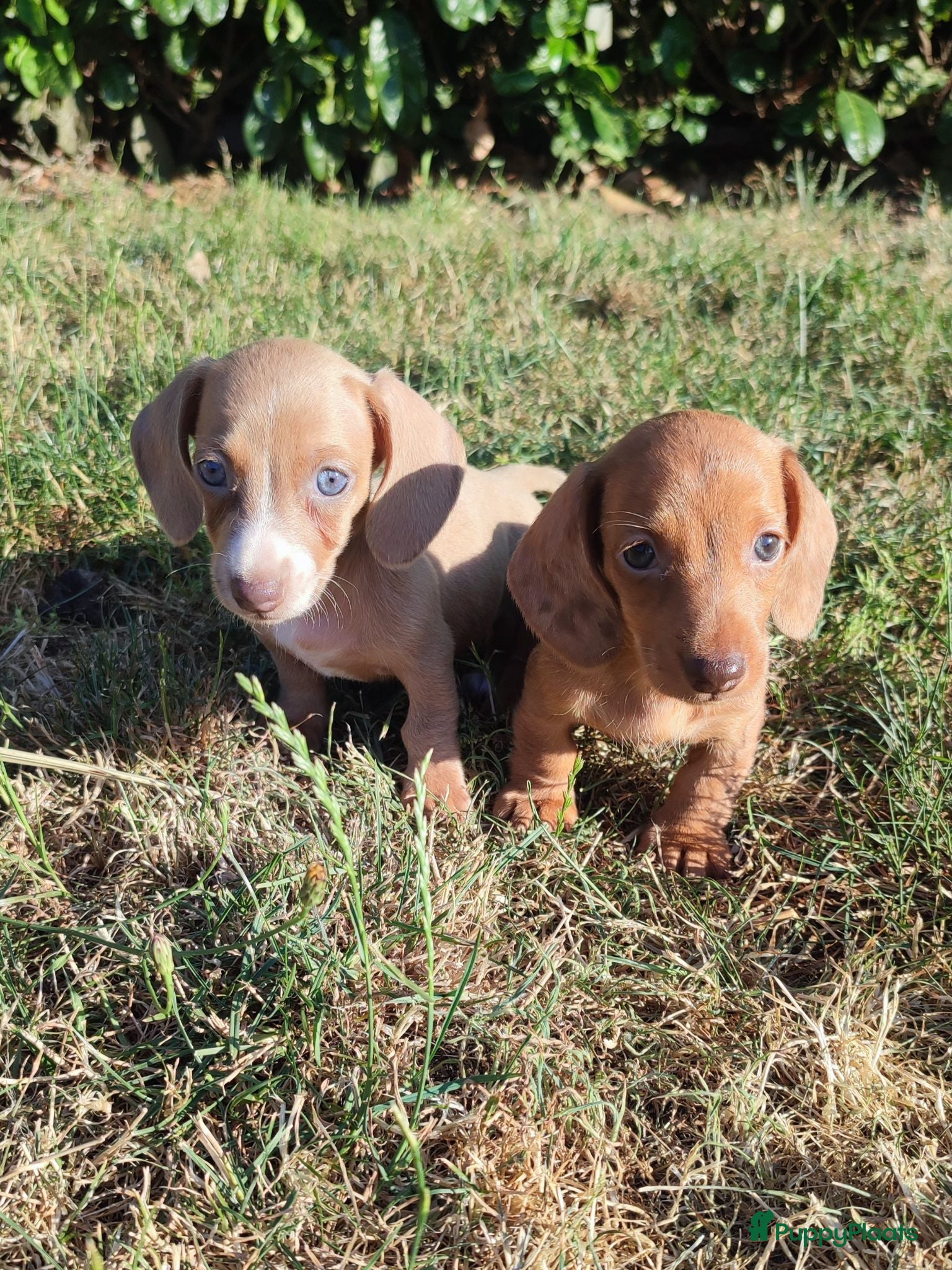 Teckel (korthaar)  honden Knappe dwergteckel pups - Advertentie 2
