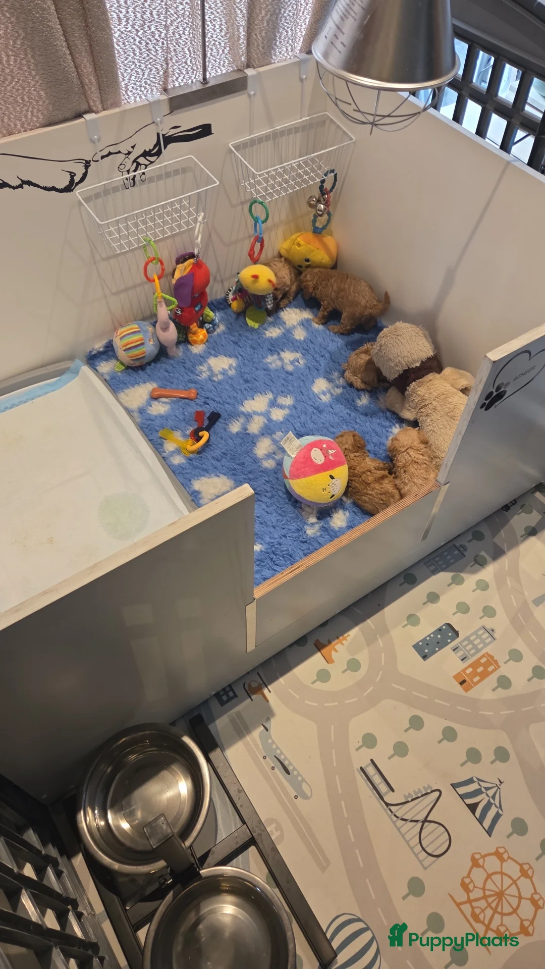 Poedel Toy honden te koop: Toy x dwergpoedel  - Advertentie 4