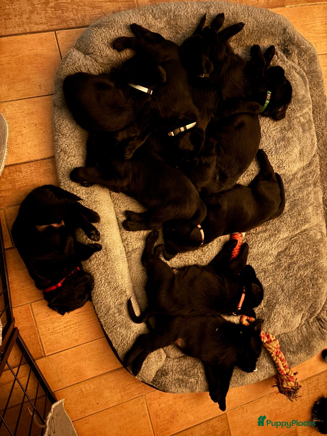 Kruising honden te koop: Puppy’s te koop – Labrador x Riesenschnauzer mix - Advertentie 35