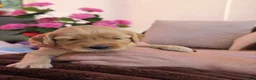 Australian Labradoodle honden te koop: Prachtig nestje Australian Labradoodles  - Advertentie 24
