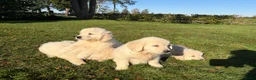 Golden Retriever honden te koop: Prachtig nestje Golden Retrievers aangeboden - Advertentie 8