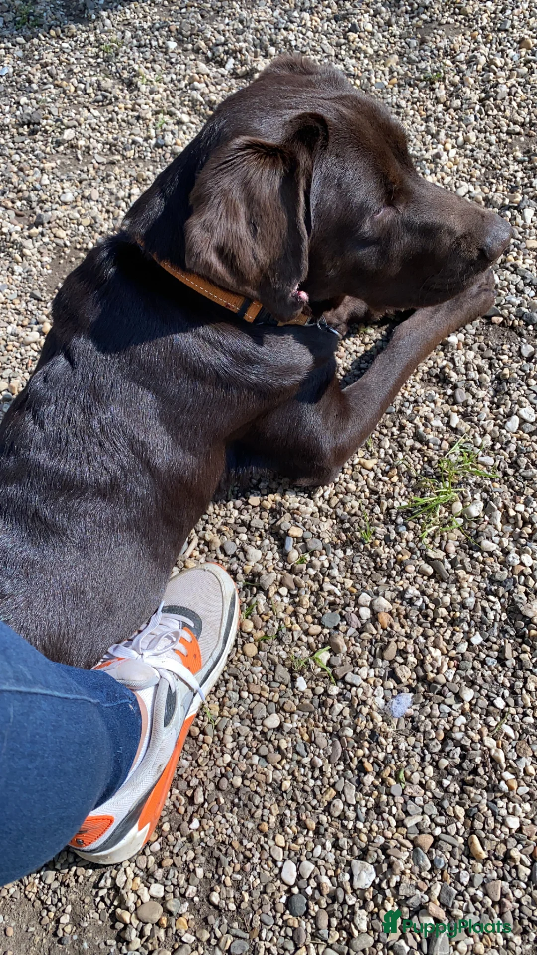 Labrador Retriever honden te koop: Labrador 10 maanden - Advertentie 2