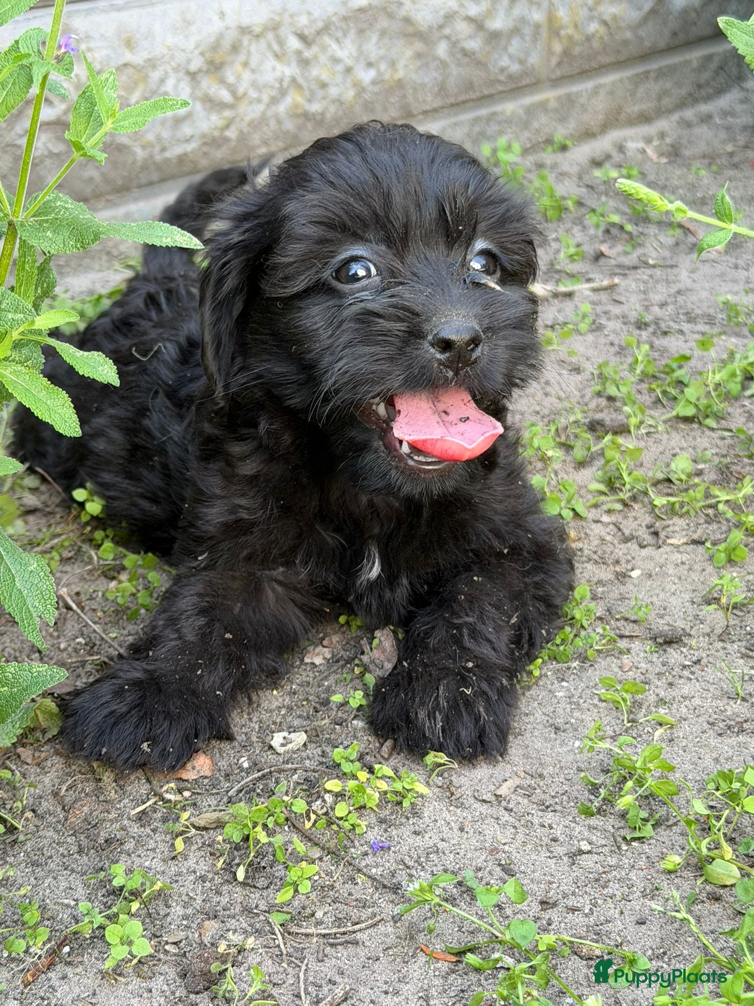 Cockapoo honden te koop: Cockapoo x boomer pups  - Advertentie 26
