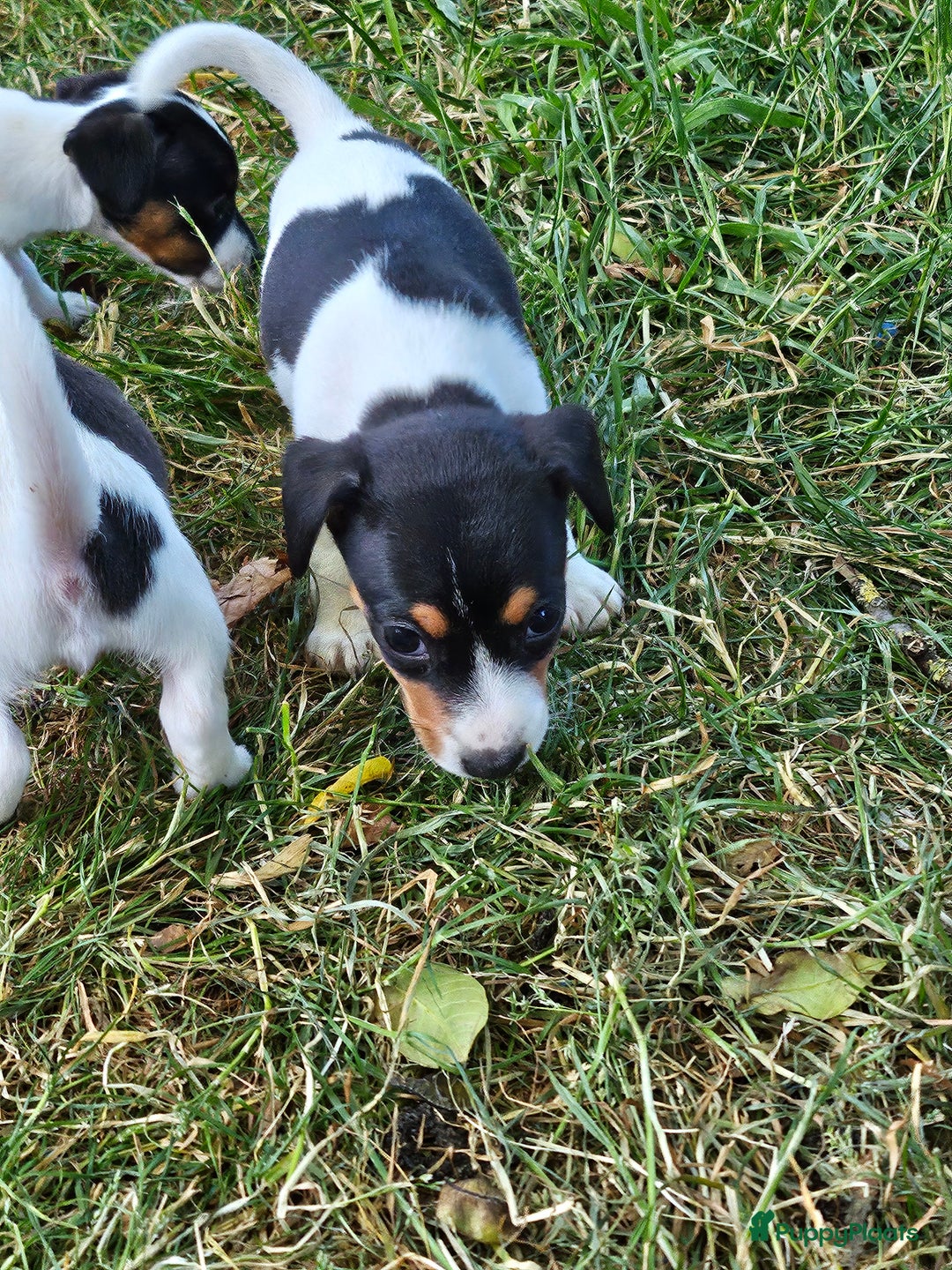 Jack Russel Terriër honden te koop: Jack russel pups (laagbenig) in Baarle-Nassau - Afbeelding 11