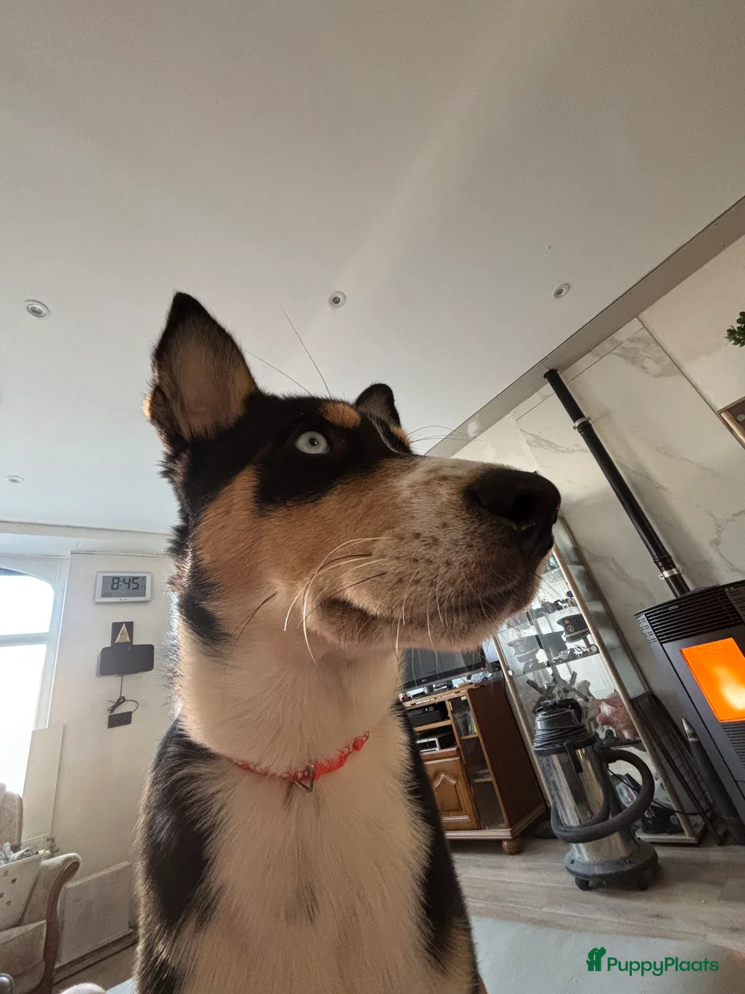 Kruising honden te koop:  Husky kruising dobermans is netjes  - Advertentie 14