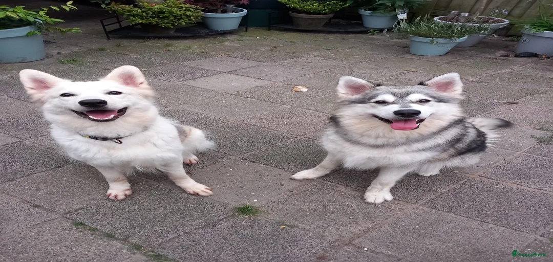 Galerij afbeelding {{count}}