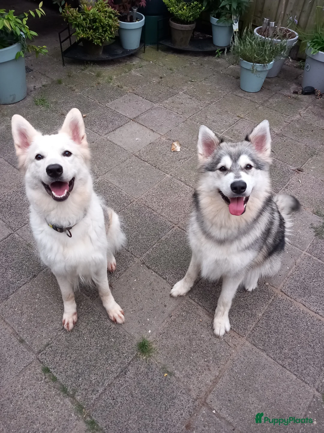 Galerij afbeelding {{count}}