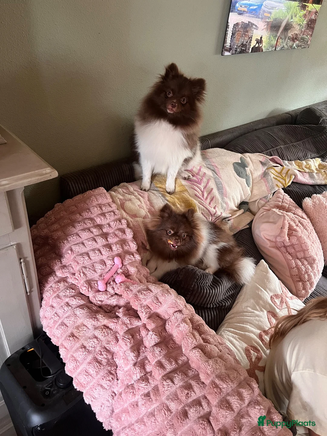 Pomeriaan honden te koop: Super kleine pomeriaan. - Advertentie 7