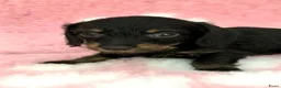 Ruwhaar Teckel honden te koop: Ruwhaar Kaninchen teckel pups - Advertentie 11