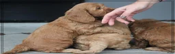 Cockapoo honden te koop: Leuke Cockapoo pups. - Advertentie 2