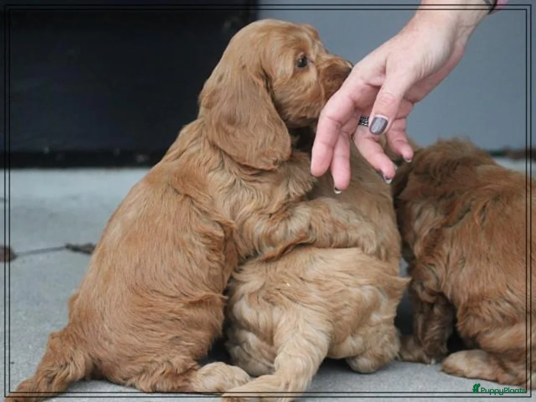 Cockapoo honden te koop: Leuke Cockapoo pups. - Advertentie 2