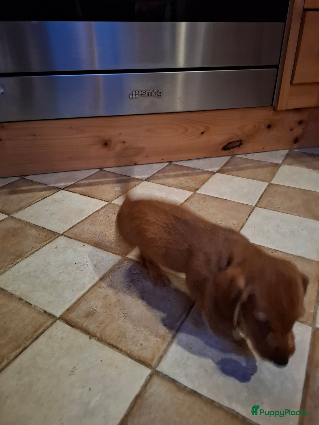 Ruwhaar Teckel honden te koop: Choco bruin teefje - Advertentie 6