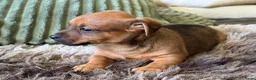 Jack Russel Terriër honden te koop: Nog 1 reutje beschikbaar - Advertentie 4