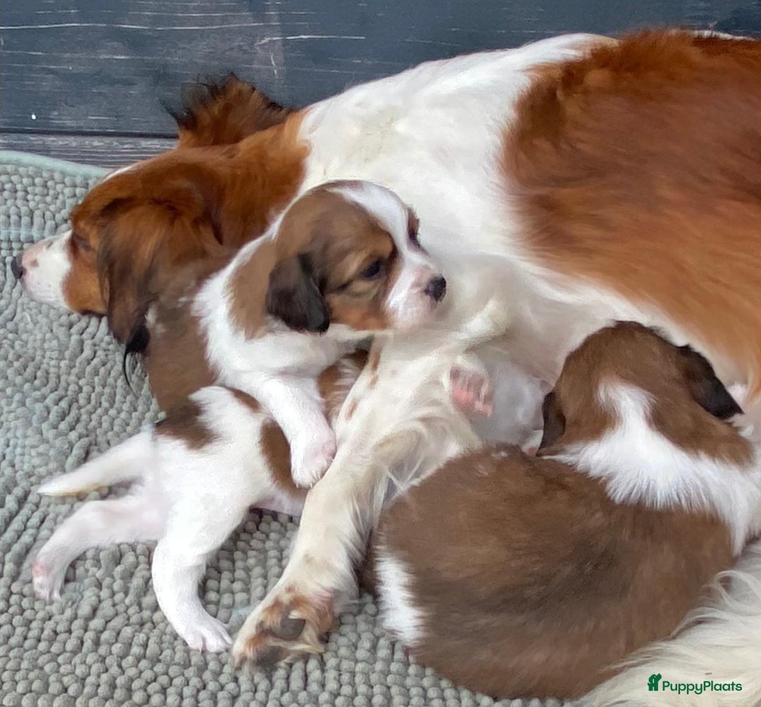 Kooikerhondje honden te koop: Schitterende kooikerhondje pups teefjes  - Advertentie 2
