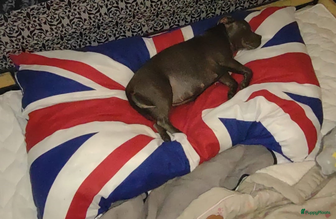 Engelse Stafford honden te koop: Engelse Staffordshire Bull terrier, Laatse Pup! - Advertentie 10