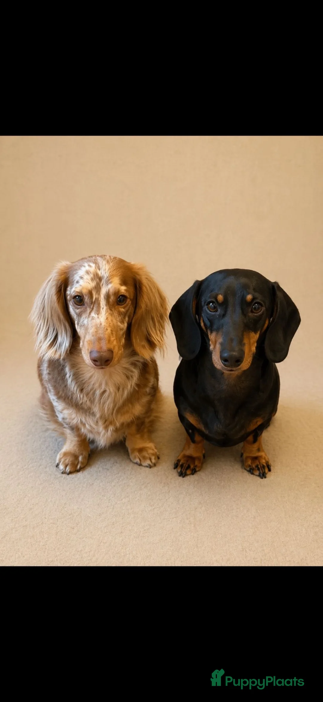 Kruising honden te koop: Kanichen pups - Advertentie 10