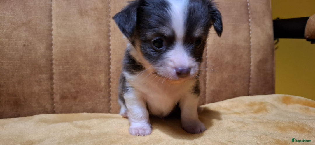 Chihuahua honden te koop: Chihuahua - Advertentie 14