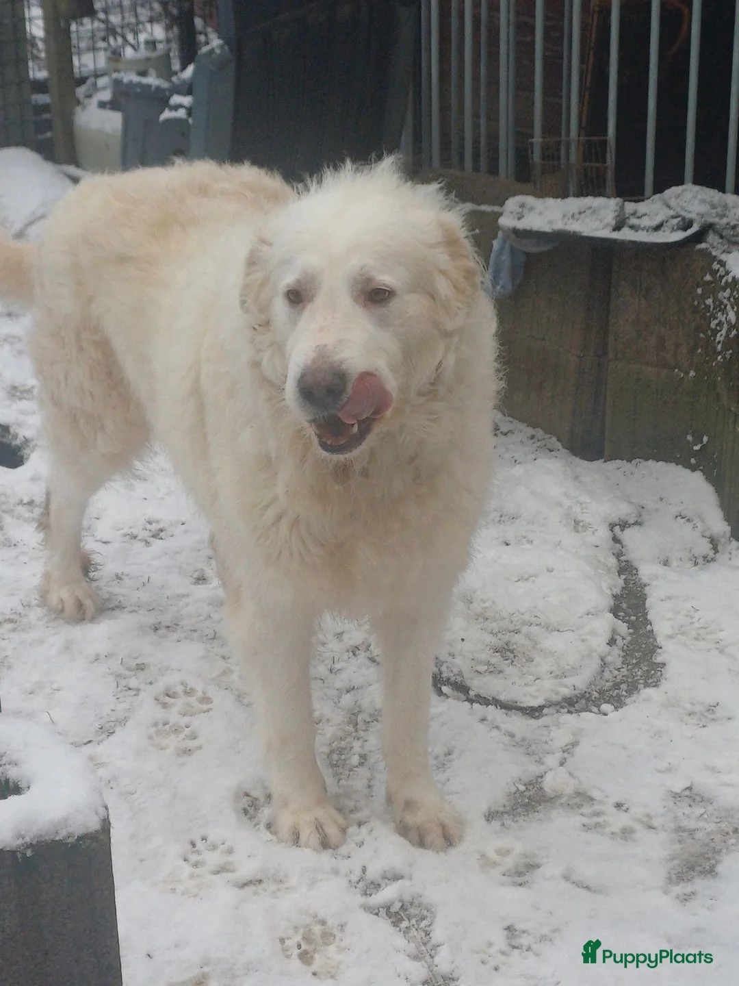 Berghond van de Maremmen en Abruzzen honden te koop: Happy zoekt baasje - Advertentie 4