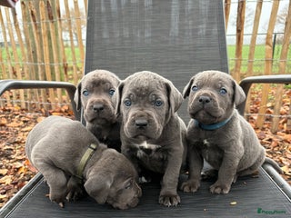 Cane Corso honden Grijze Cane Corso pups! - Advertentie 1