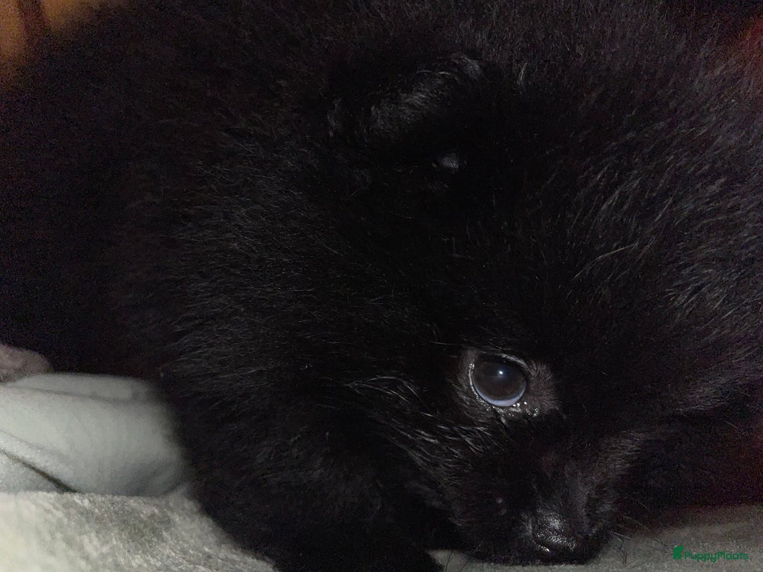 Pomeriaan honden te koop: prachtige pomeriaan pups te koop 1 reutje 1 teefje - Advertentie 10