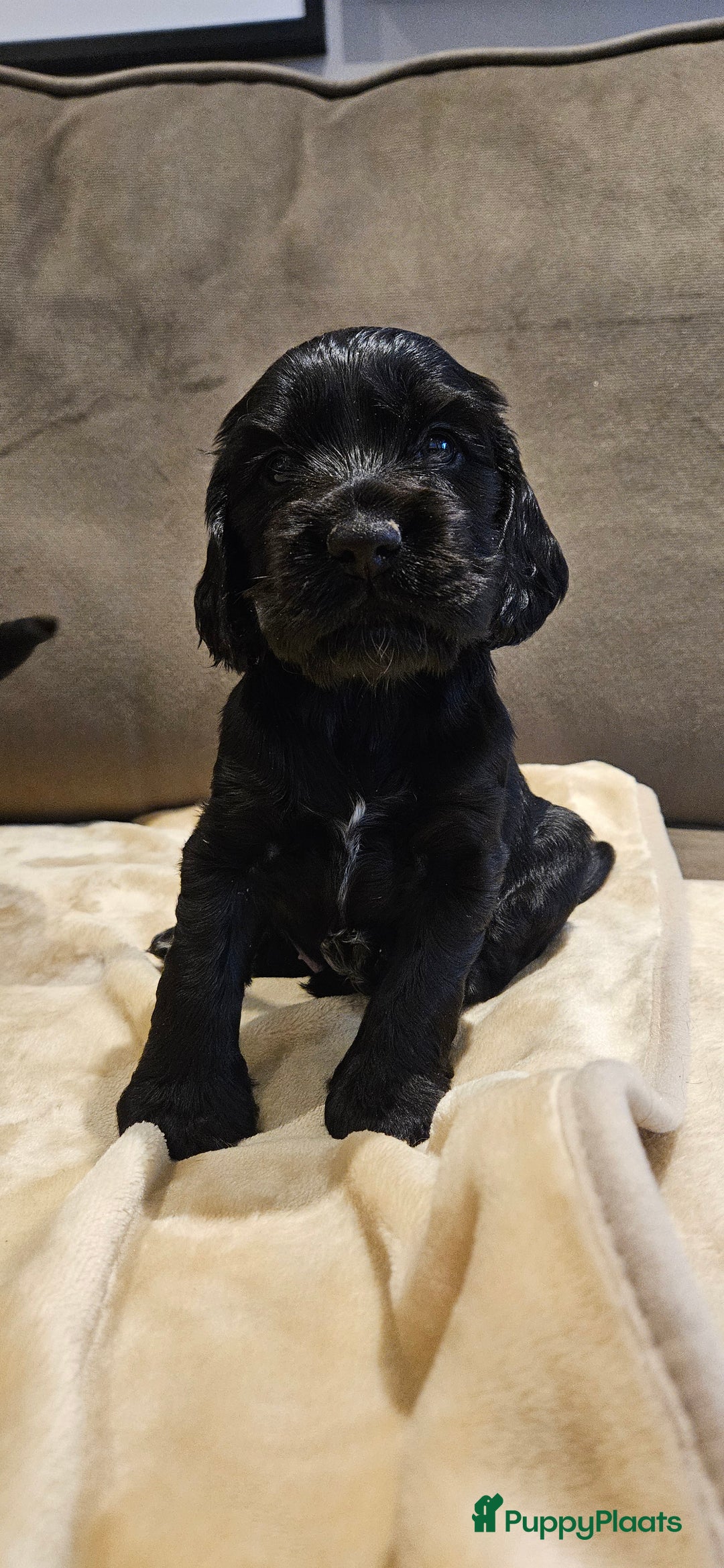 Engelse Cocker Spaniel honden te koop: Engelse cocker spaniël pups te koop - Advertentie 9