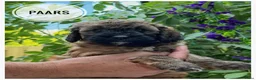 Goldendoodle honden te koop: Goldendoodle pups medium - Advertentie 20