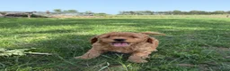 Labradoodle honden te koop: Mooie mini Labradoodle pups! - Advertentie 3