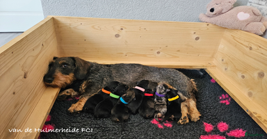 Ruwhaar Teckel honden - Advertentie 12