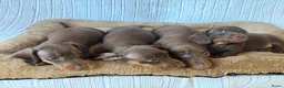 Teckel (korthaar)  honden te koop: Dwerg bruin tan teckel pupjes. - Advertentie 5