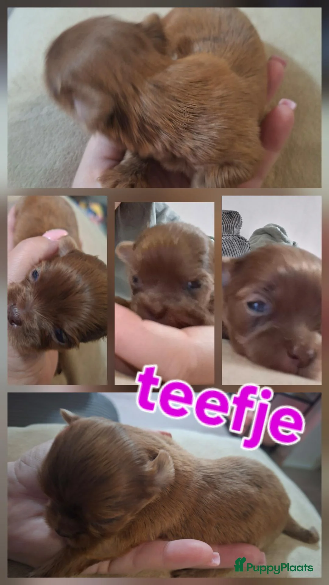 Shih Tzu honden te koop: Shih tzu pups  - Advertentie 2