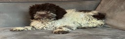 Lagotto Romagnolo honden te koop: Lagotto romagnolo nest - Advertentie 1