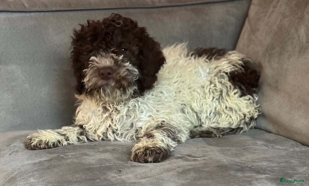 Lagotto Romagnolo honden te koop: Lagotto romagnolo nest - Advertentie 1