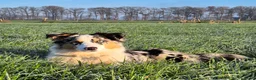 Australian Shepherd honden te koop: Australian sheperd pups - Advertentie 2