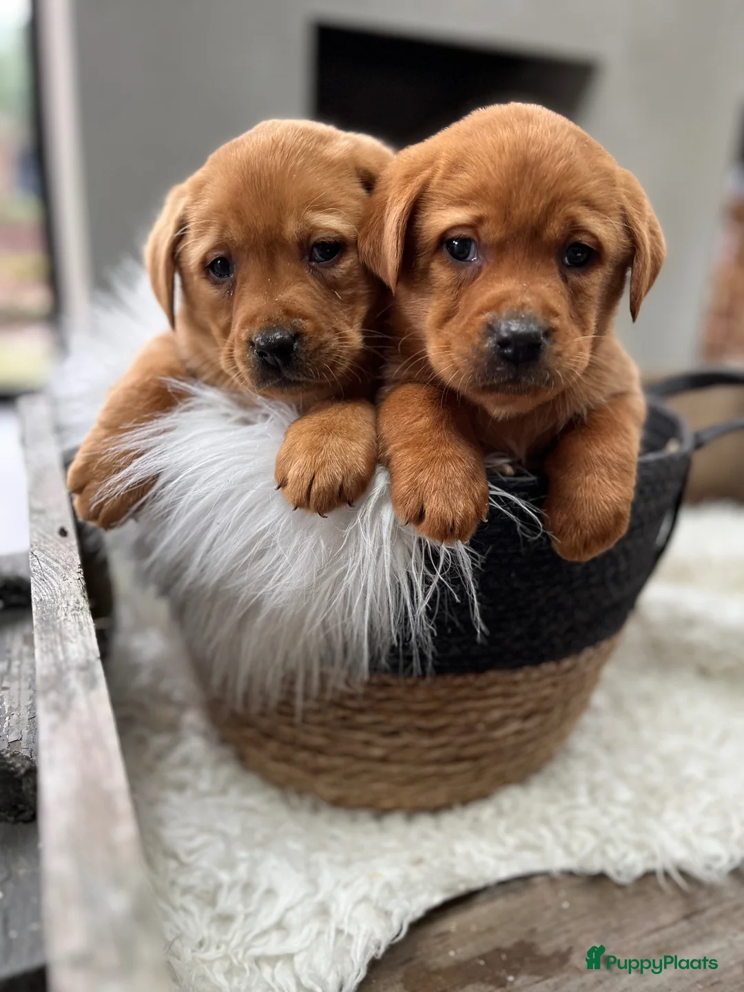 Labrador Retriever honden te koop: Labrador redfox - Advertentie 1