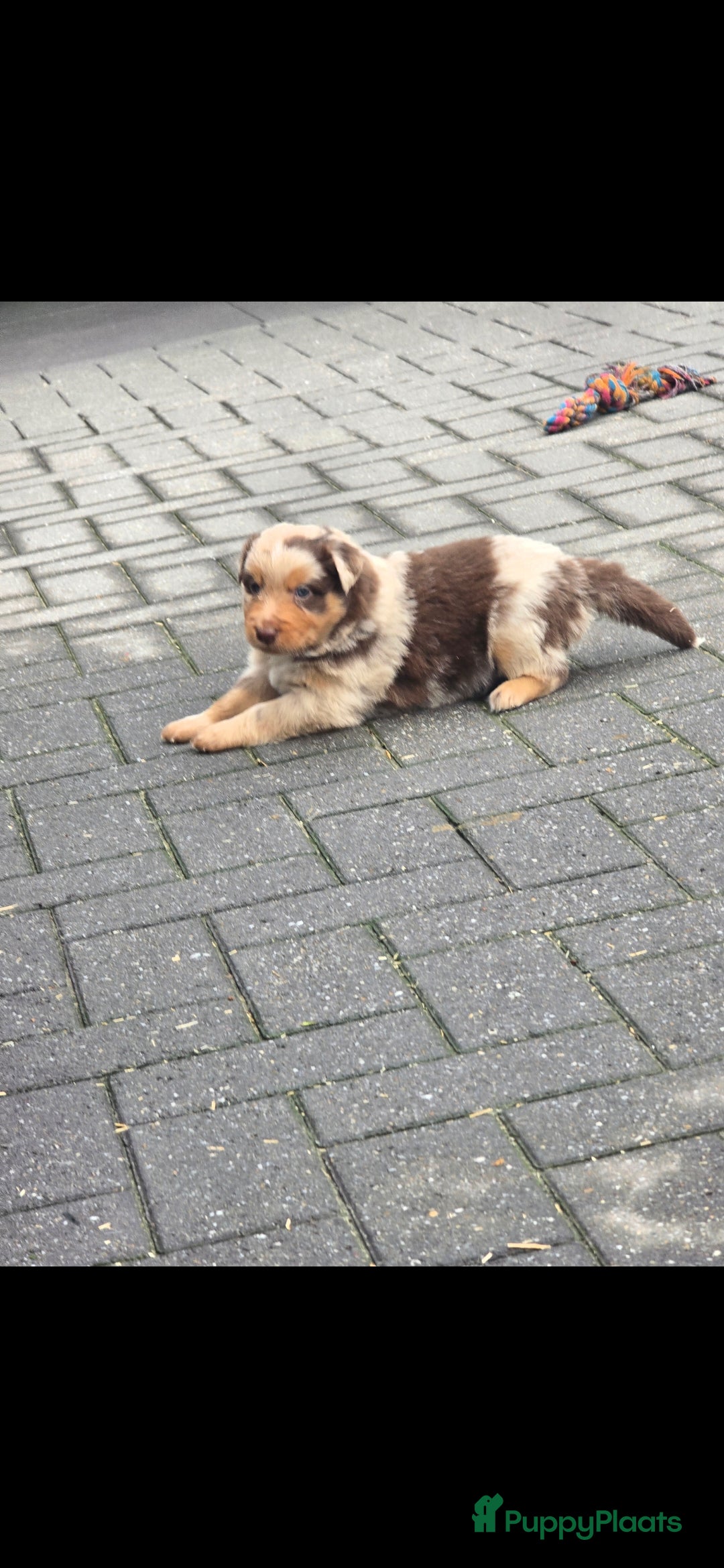 Australian Shepherd honden te koop: Mooie australian sherperd pups. - Advertentie 12